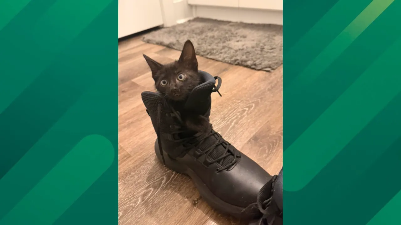 Kitten rescued from highway.