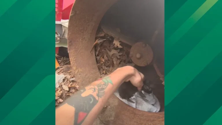 Kittens rescued from leaf shredder.
