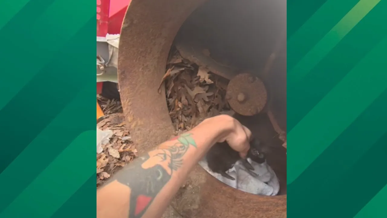Kittens rescued from leaf shredder.