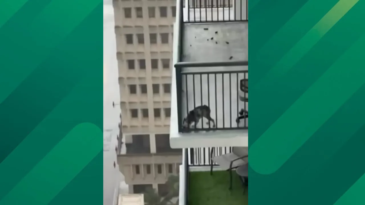 Miami high-rise dog rescue.