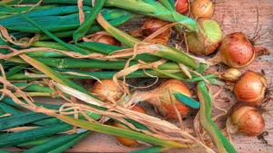 Your Grandmother Was Right: Old Pantyhose Is Still One of the Best Ways to Store Onions From the Garden