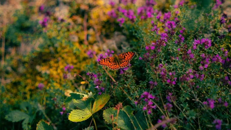 Orange butterfly on purple flowers.