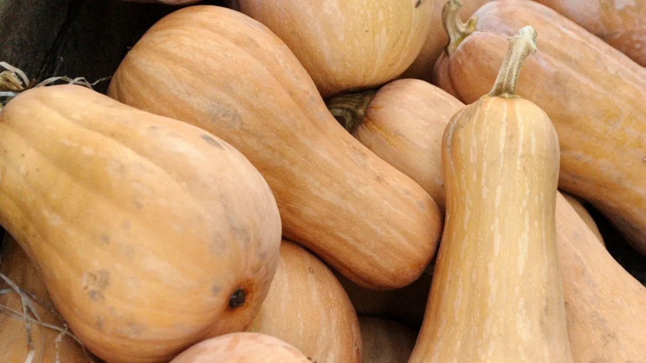 Orange gourd vegetables.