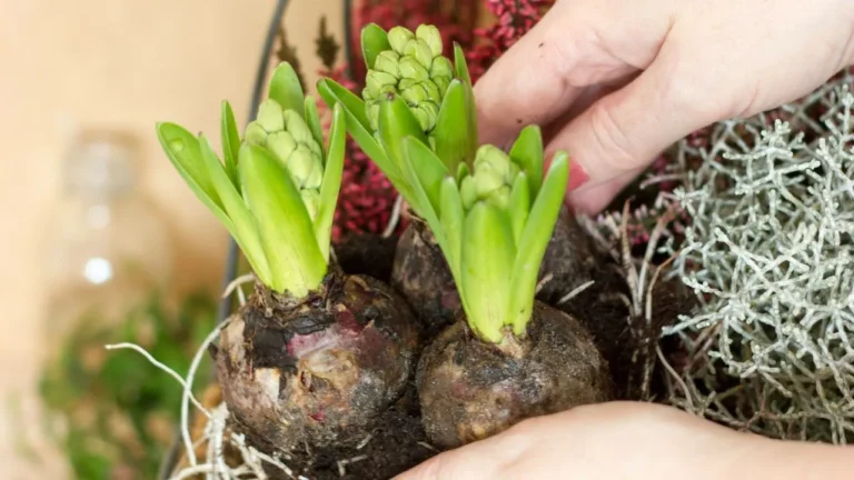 Person holding brown plant.