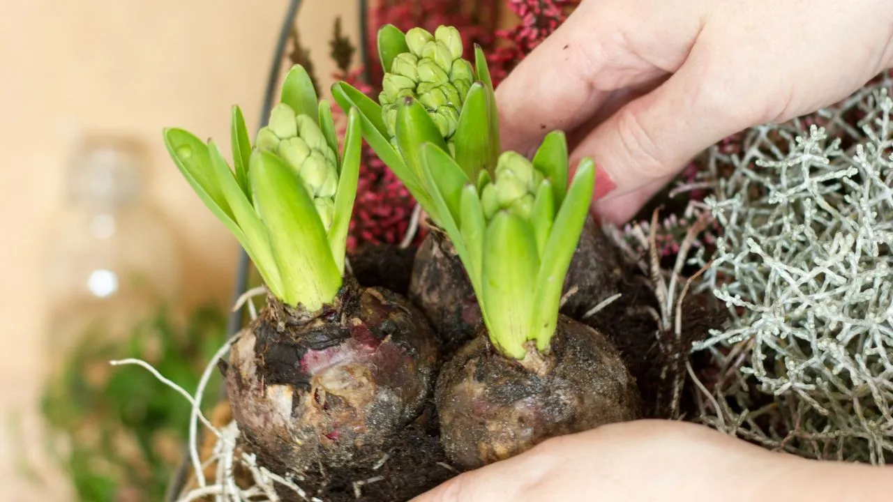 Person holding brown plant.