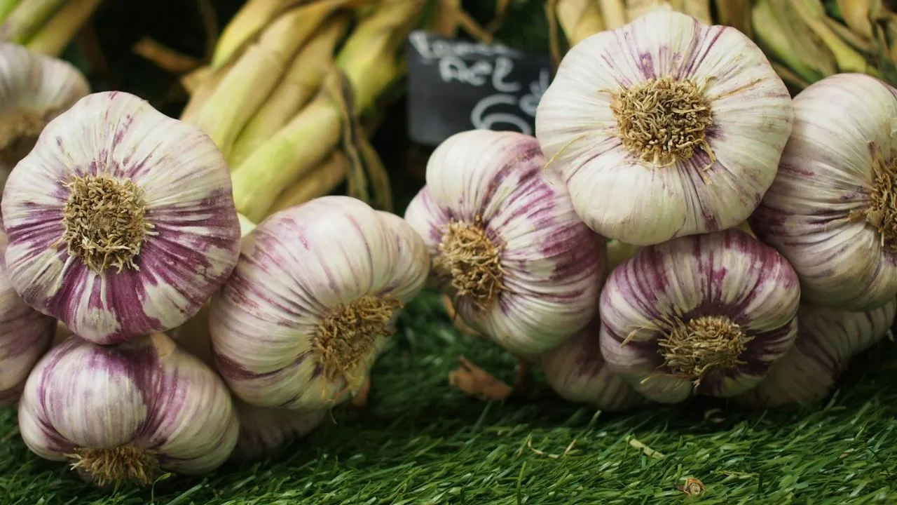 Purple and white garlic on green grass.