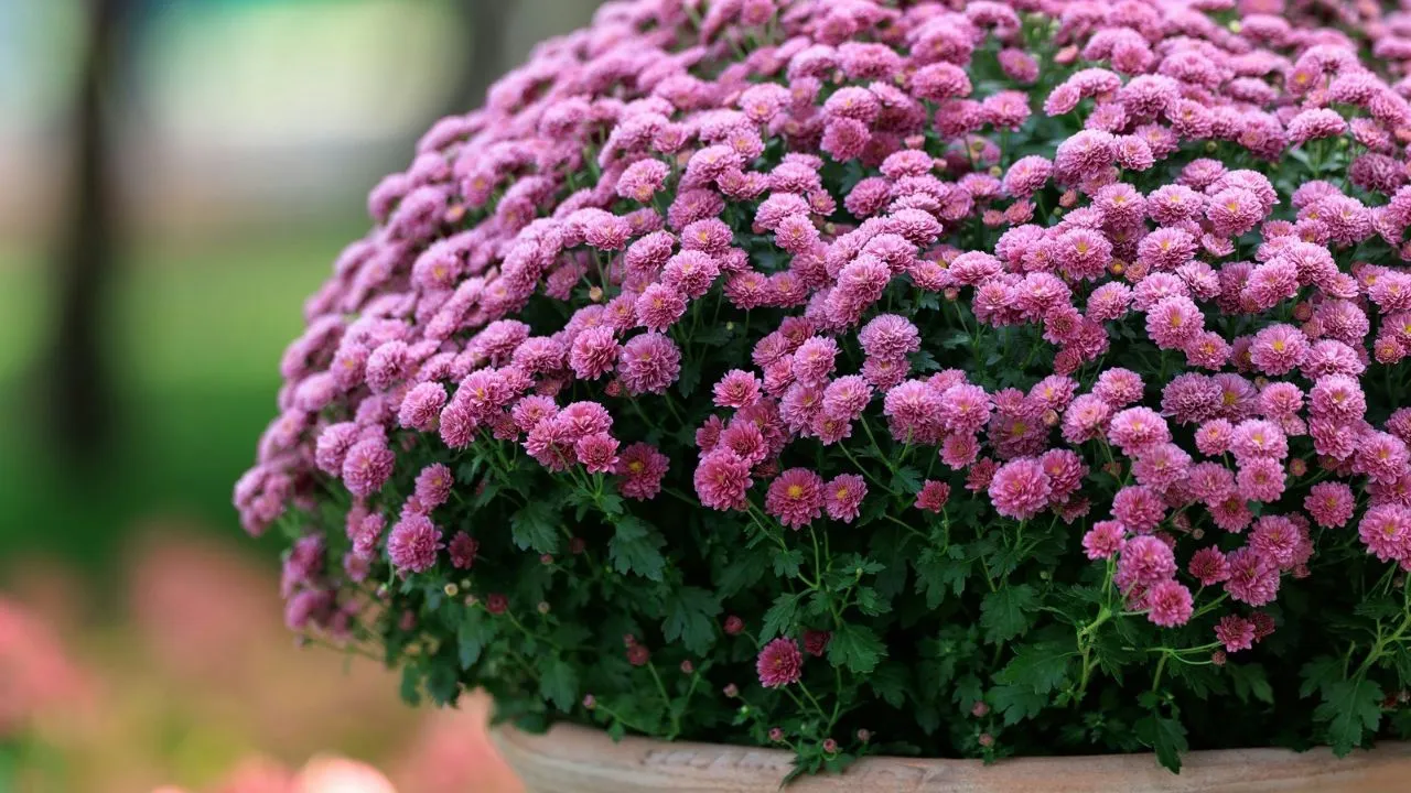 Purple chrysanthemums in terracotta pot.
