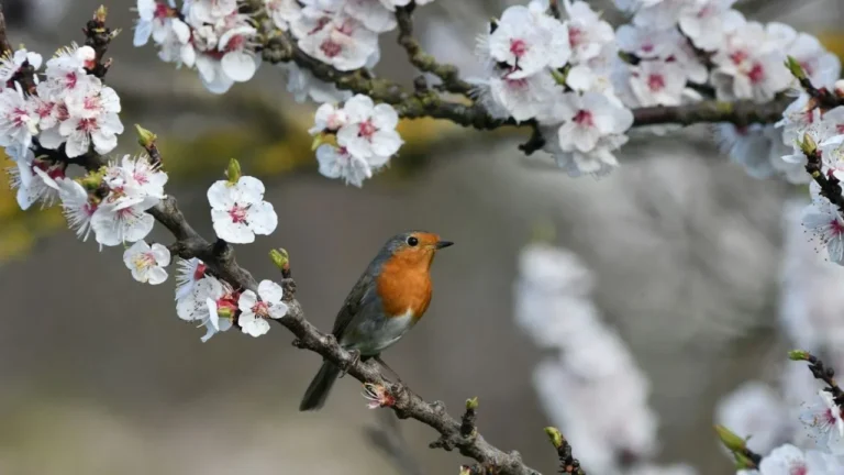 Robin bird perched on a blooming cherry blossom branch.