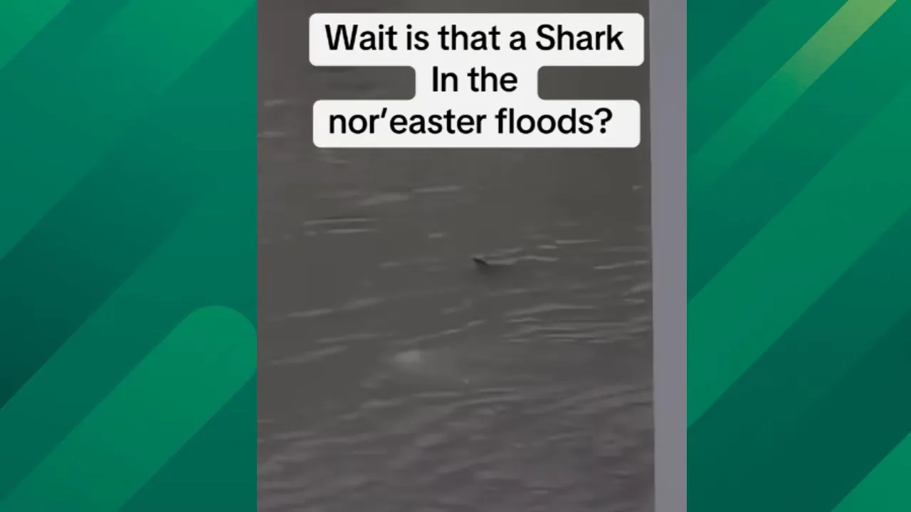 Shark swims in NJ floodwaters.