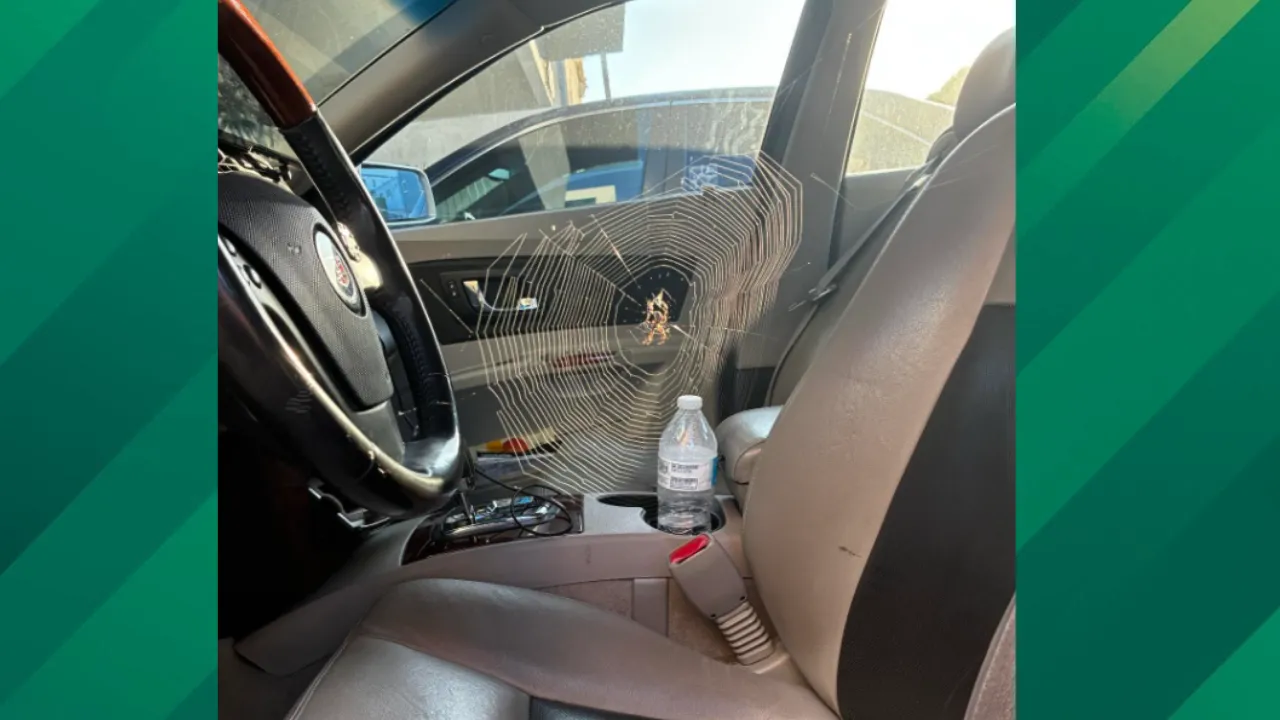 Spider web in car.