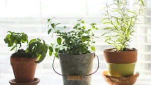9 Herbs You Can Grow Indoors Year-Round