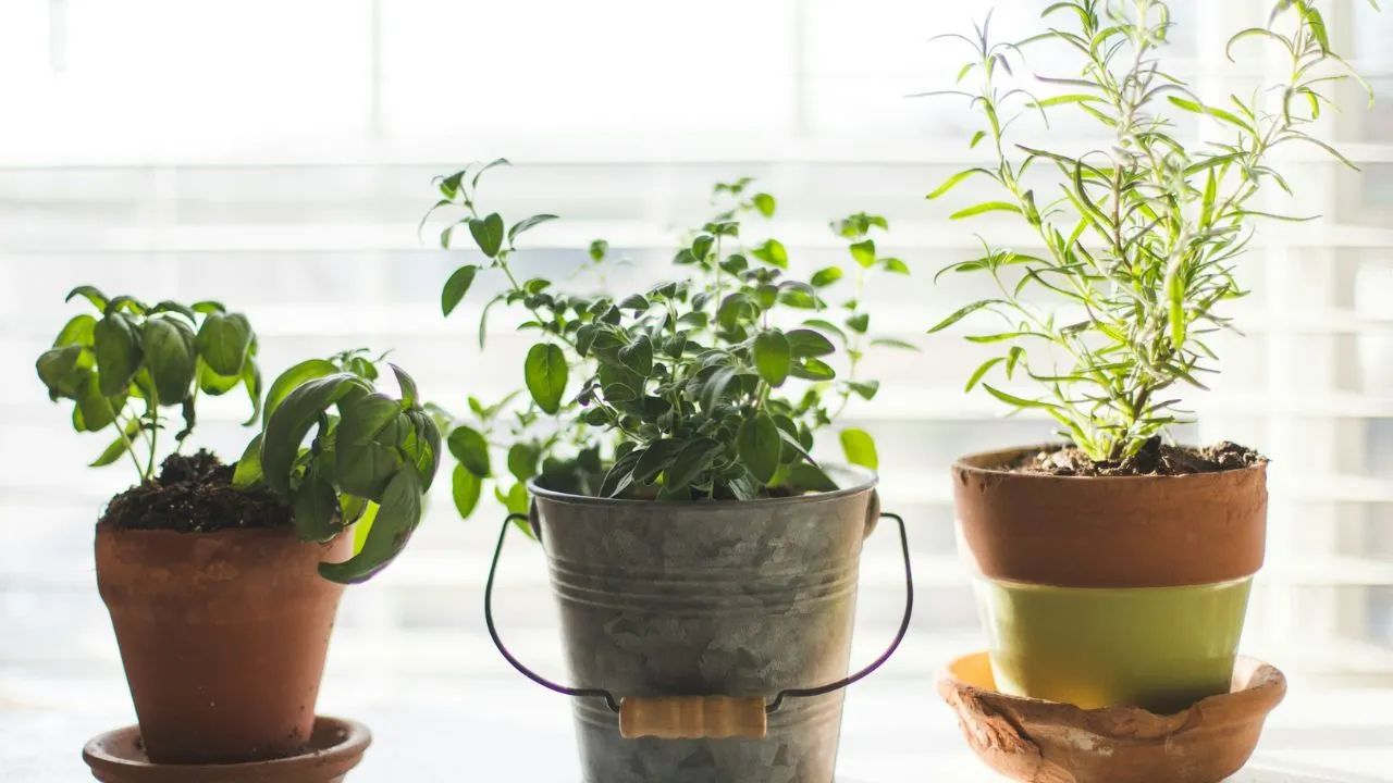 Three green leafed plants in pot.