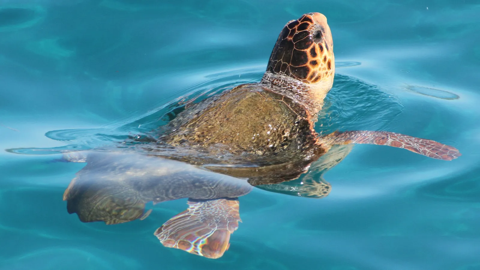 Loggerhead Turtle.