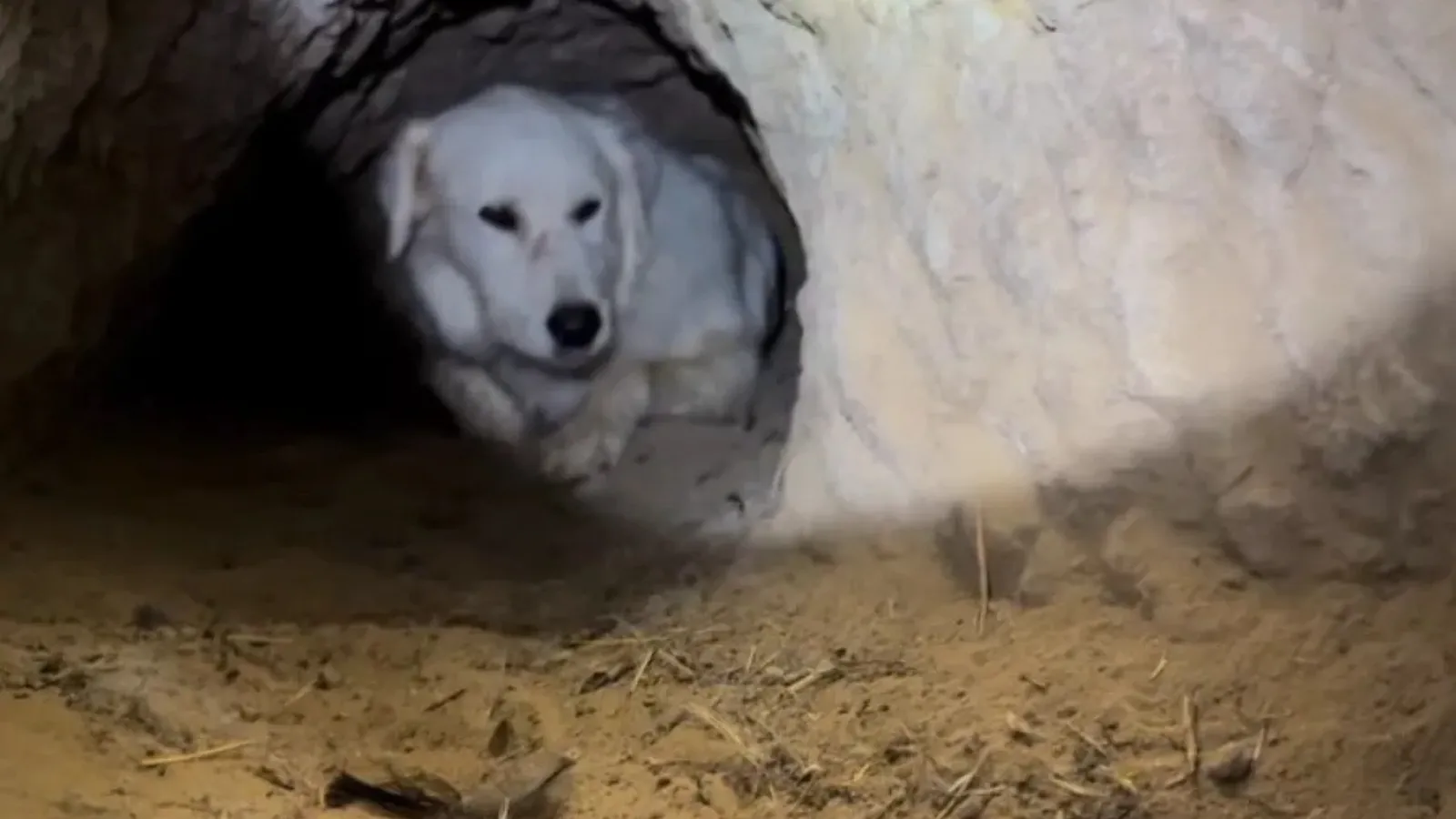 dog digs condo.