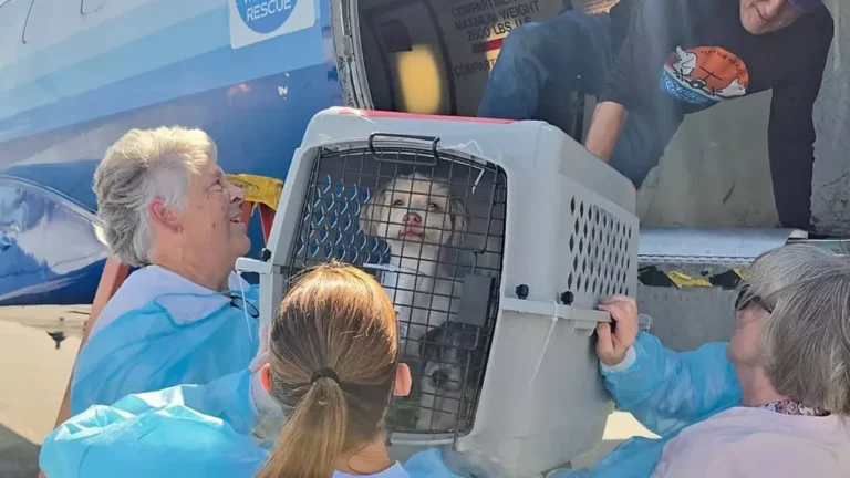 California rescue flies 31 shelter animals out of state due to severe overcrowding.