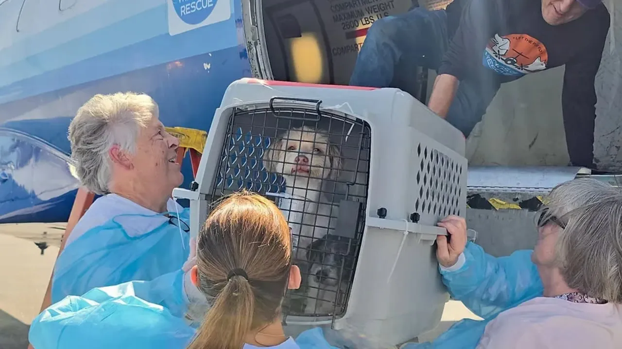 California rescue flies 31 shelter animals out of state due to severe overcrowding.