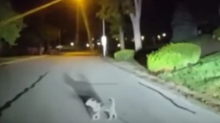 Heartwarming video shows pup leading officer to owner who needs help.