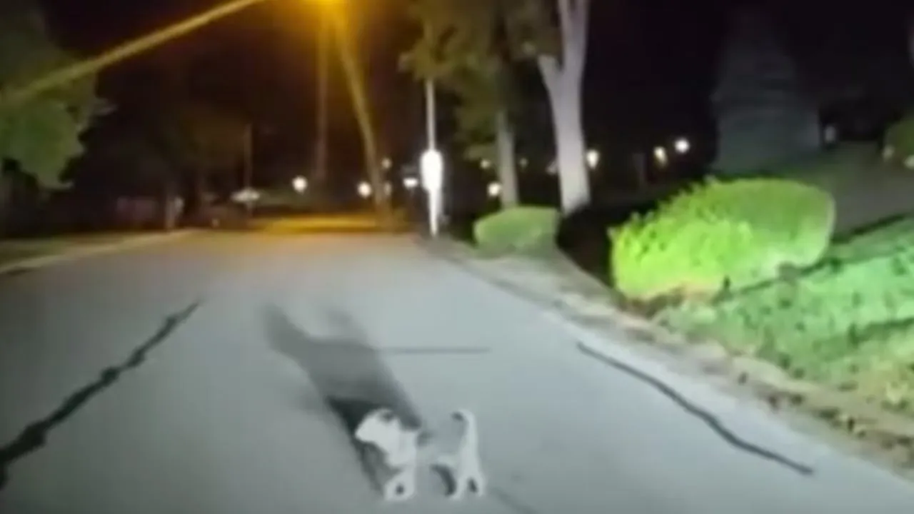 Heartwarming video shows pup leading officer to owner who needs help.