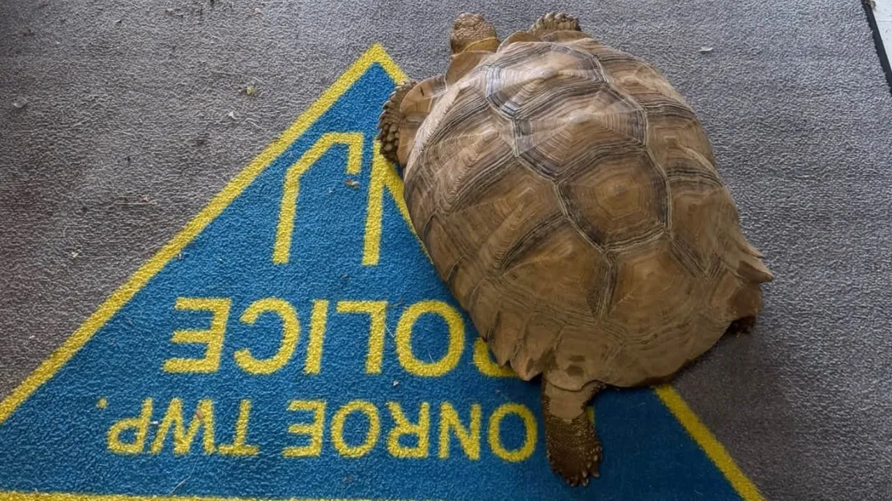 turtle.