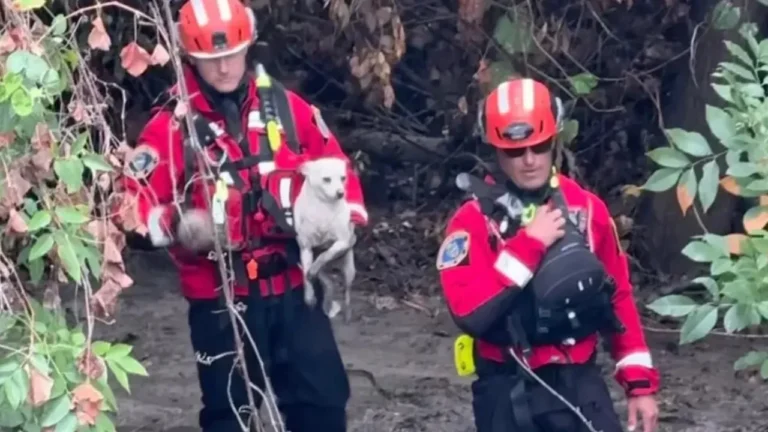 Firefighters paddle through floodwaters to save women and four dogs.