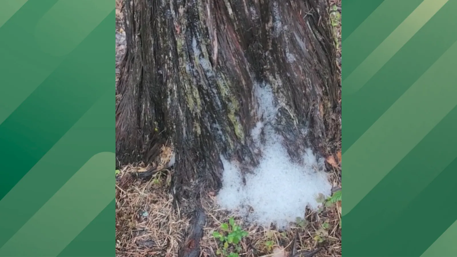 Foaming Tree.