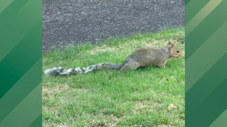 Ring tail mutation.