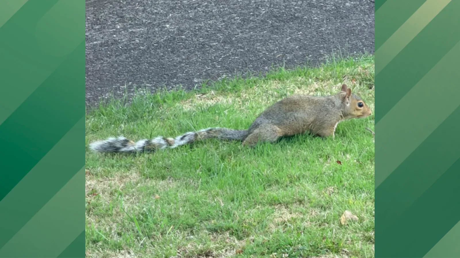 Ring tail mutation.