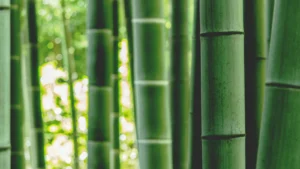 A Neighbor’s Bamboo Took Over His Yard and Blocked His Sewer—Now He’s Getting $6,253