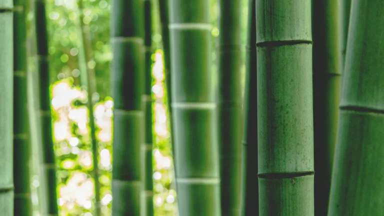 Bamboo lawsuit.