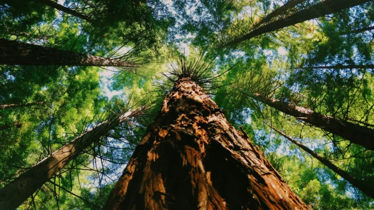 Rosie the redwood.