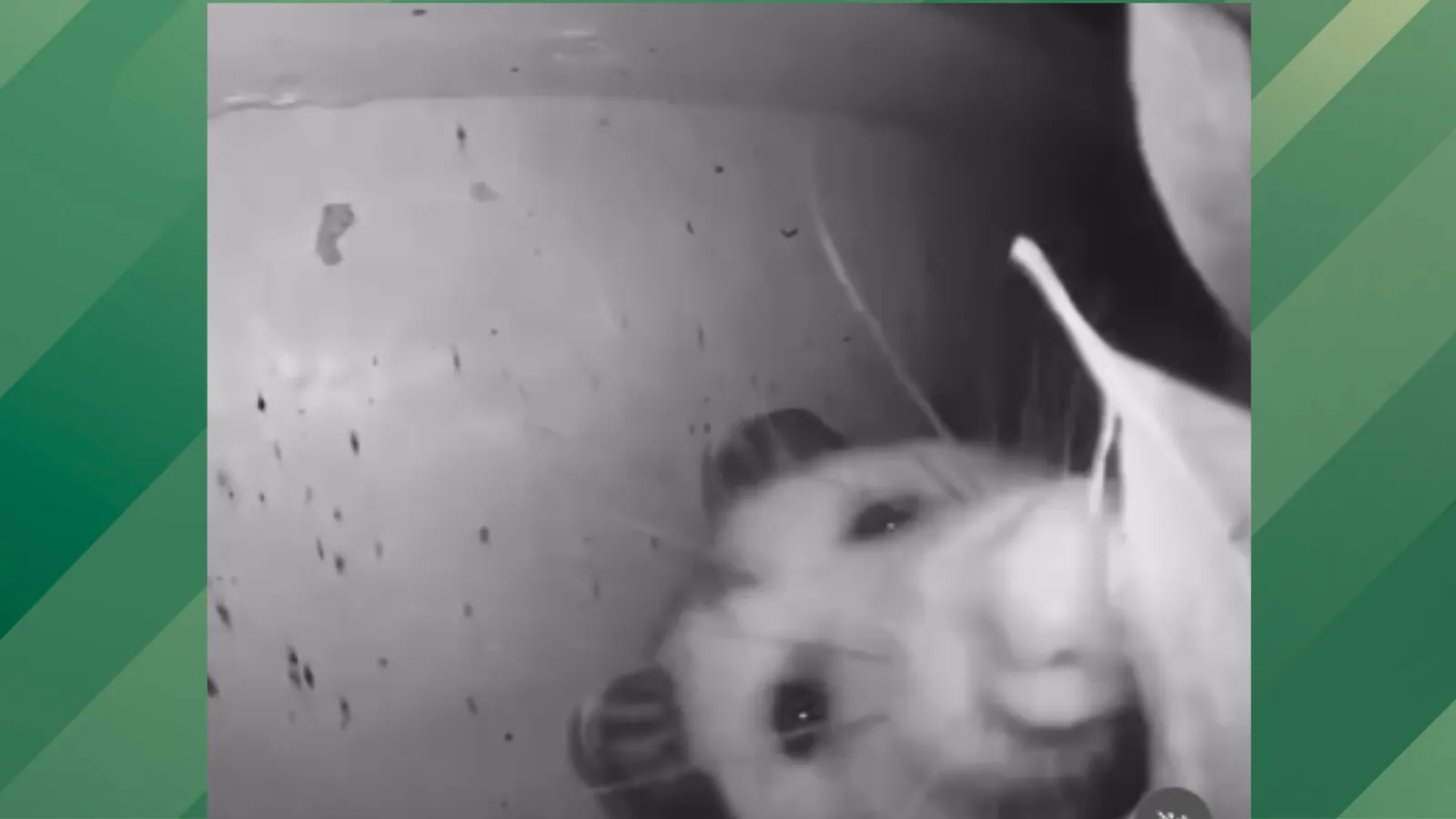 Possum Ring camera