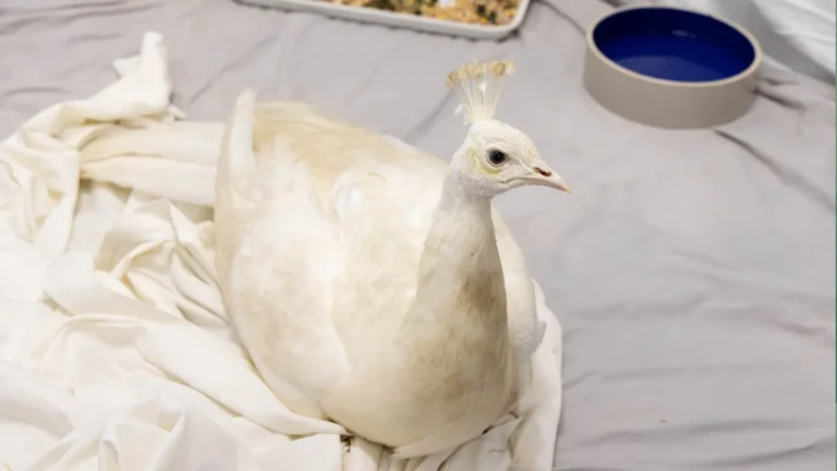 Postal worker charged over peacock attack.