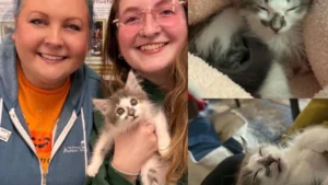 Sickly Kitten Stolen Then Returned to Shelter Finally Finds His Forever Home