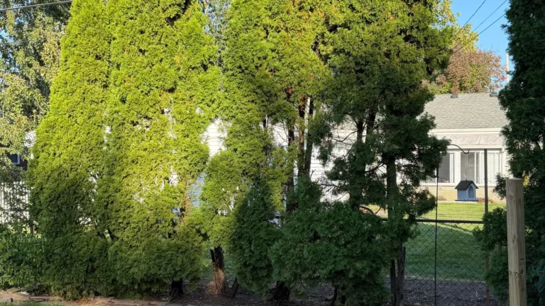 arborvitae.