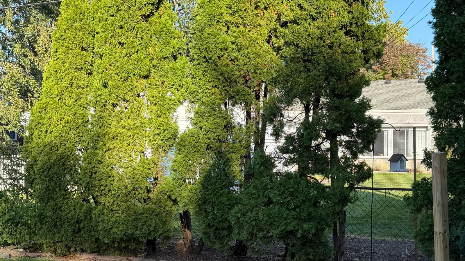 arborvitae.