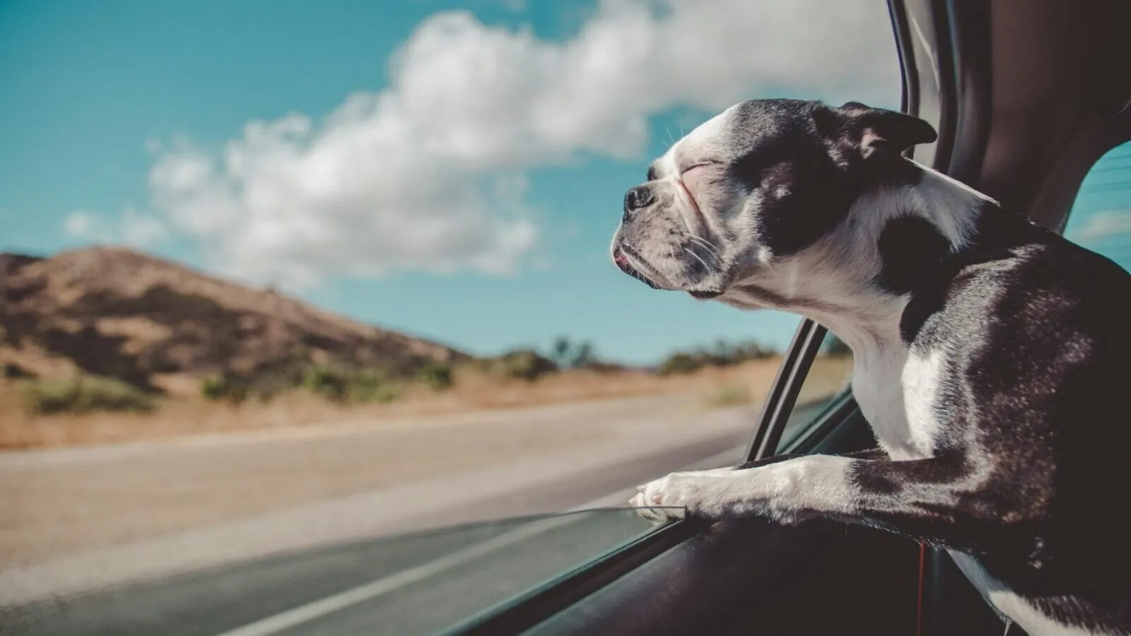 Dog in the car window.