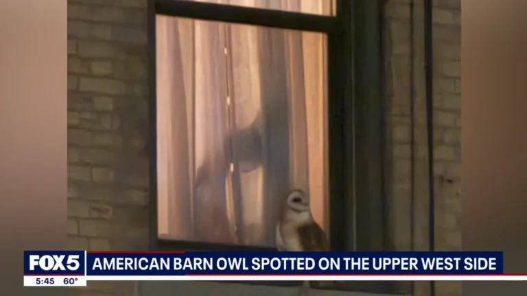 barn owl.