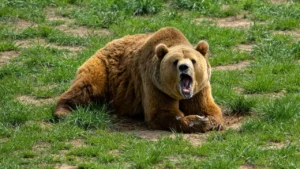 Hunters Allowed to Lure Bears With Donuts in Alaska’s National Preserves Again