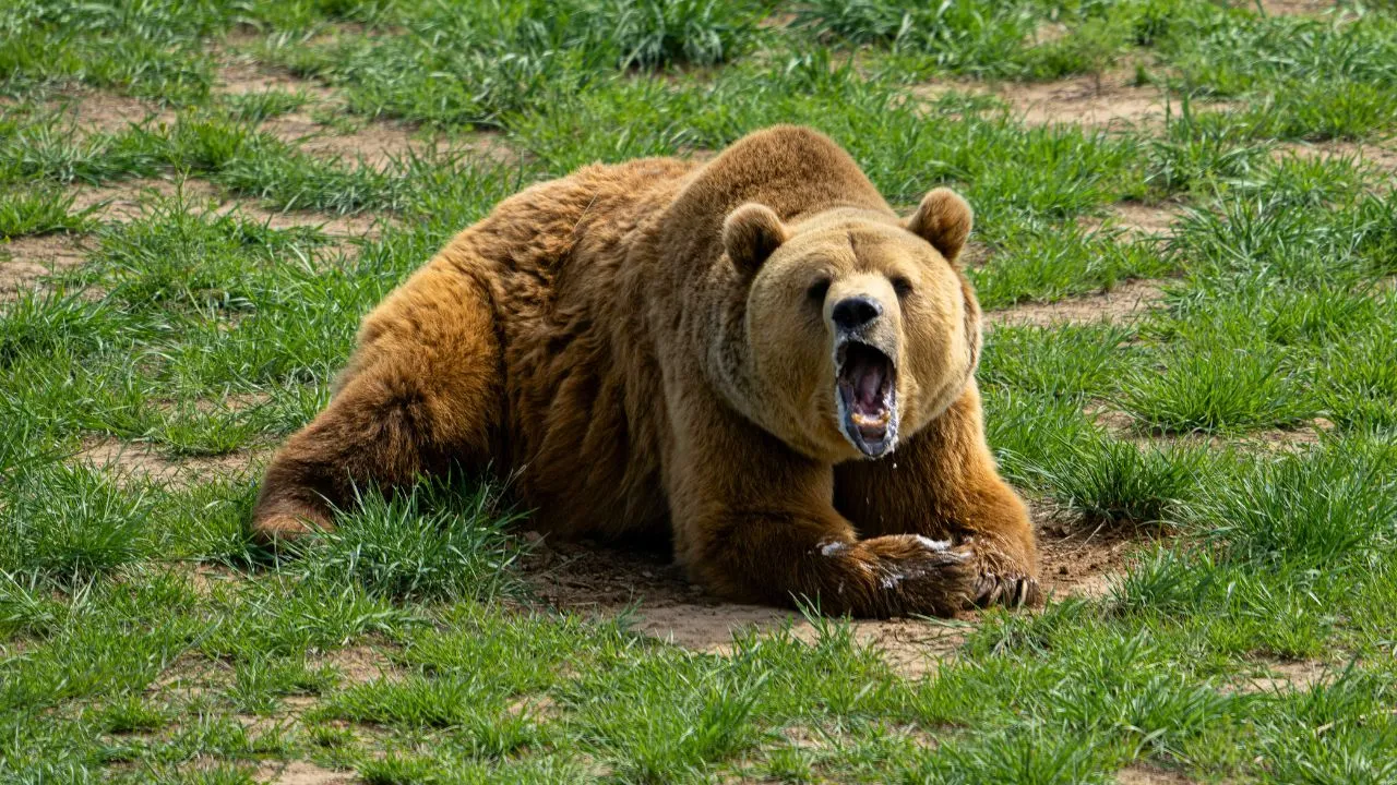 bear.