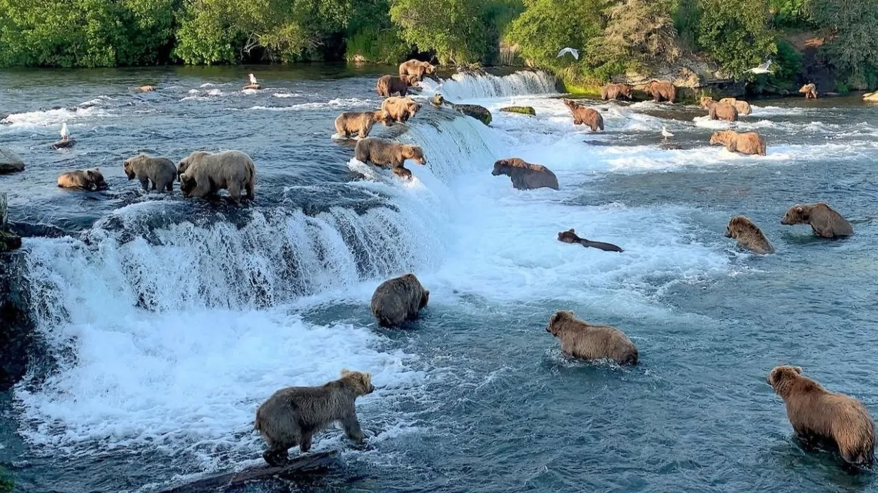 bears.