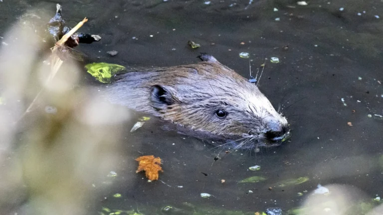 beaver Steve Terri.