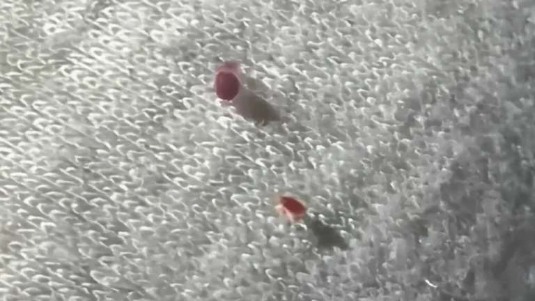 bed bugs.