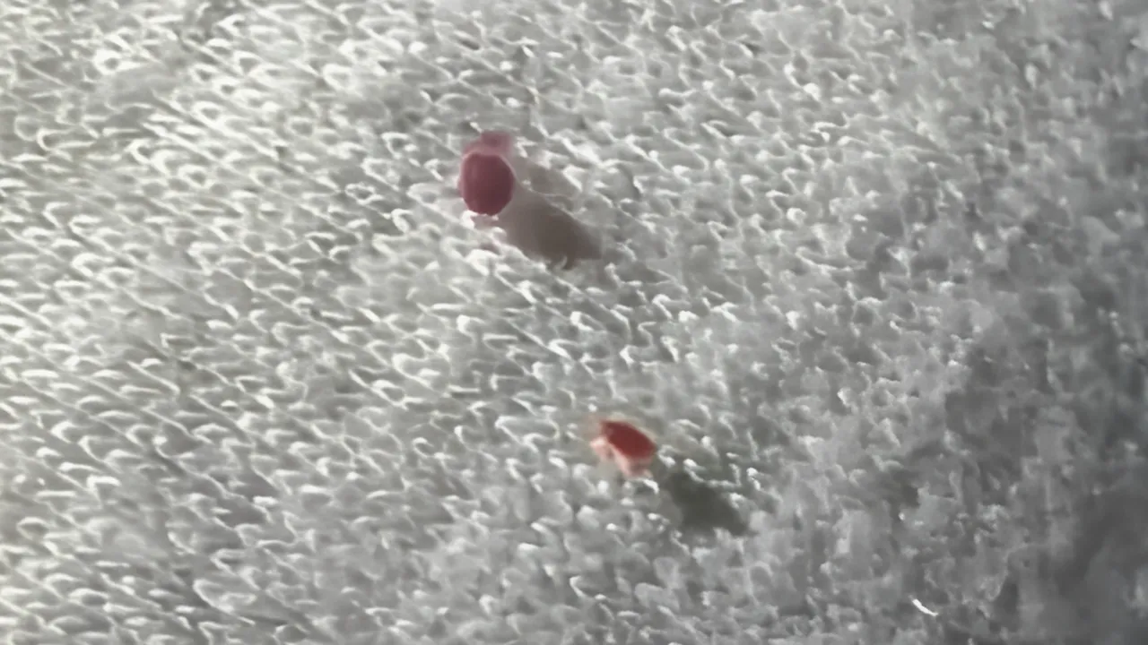 bed bugs.