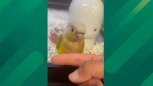 Single Dad Walked Away From an $800 Bird, Until His Daughter Said These 4 Words