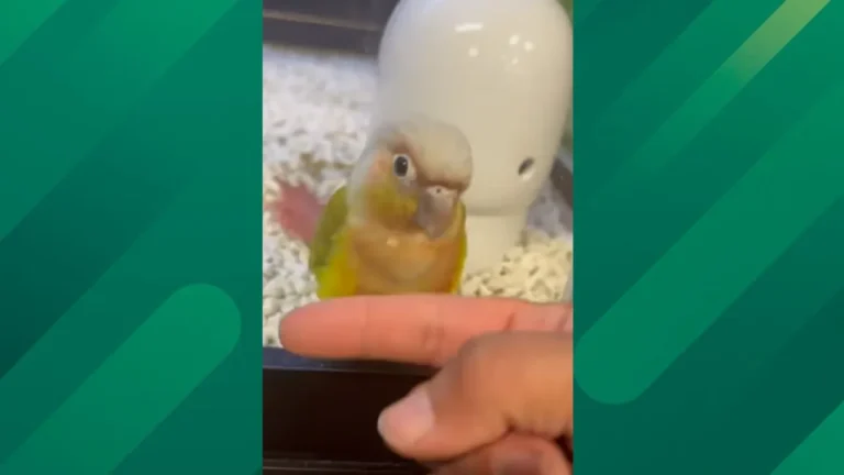 bird at the pet store.