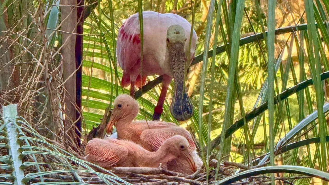 birds.