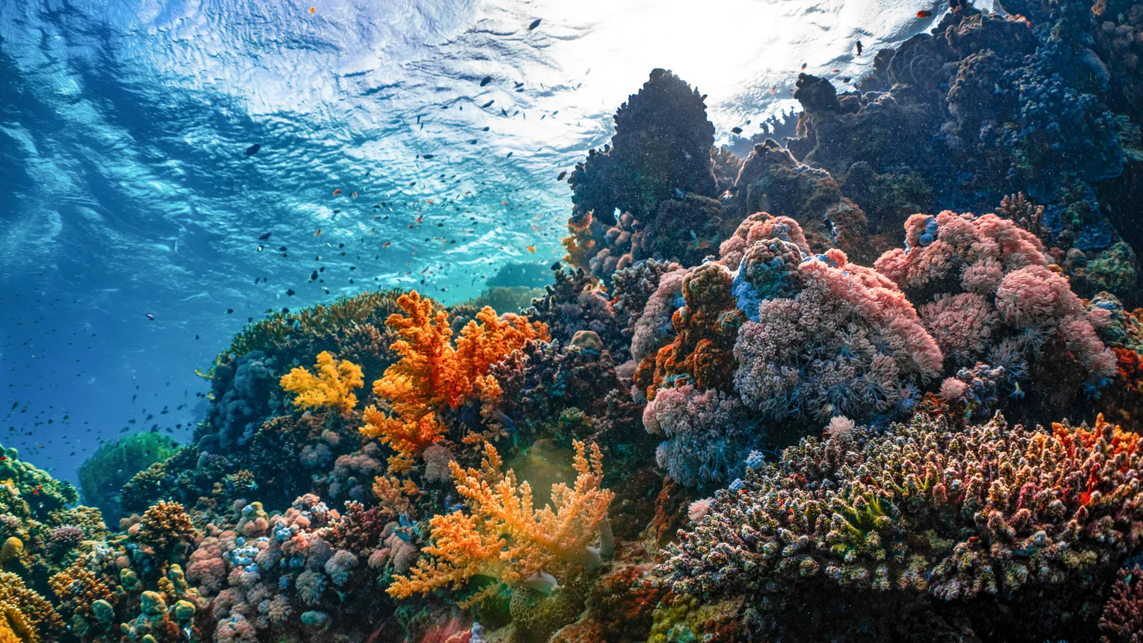 coral reef stock photo.