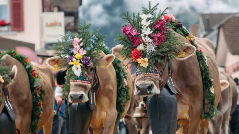 cows.