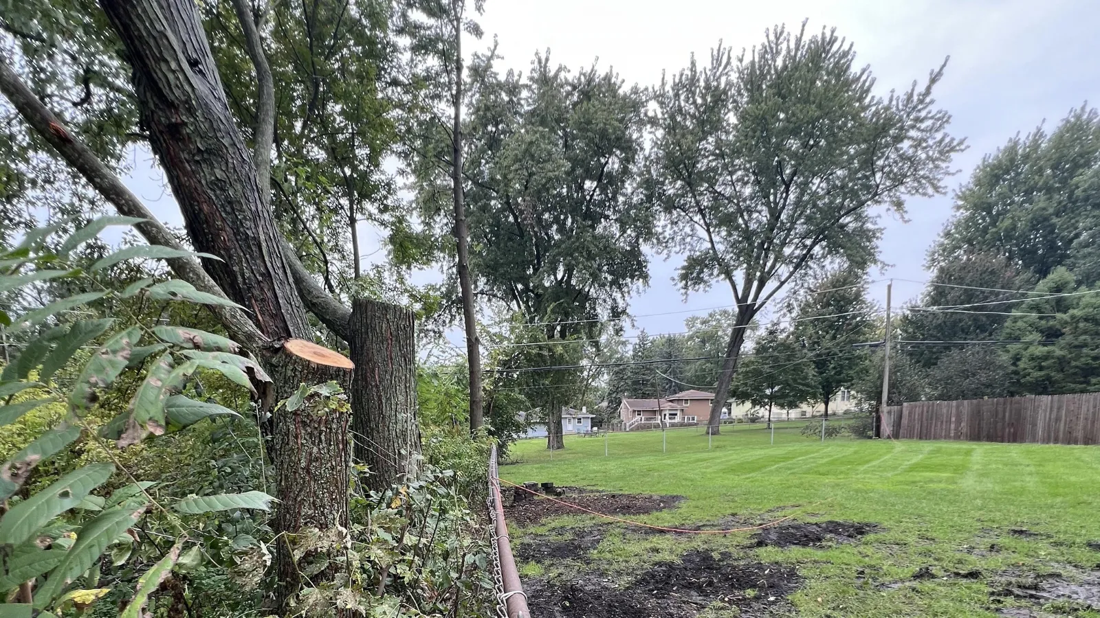 cut maples.