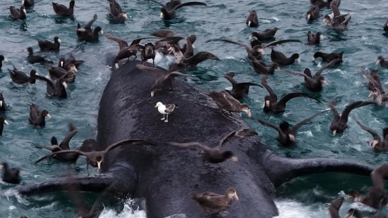 dead whale.